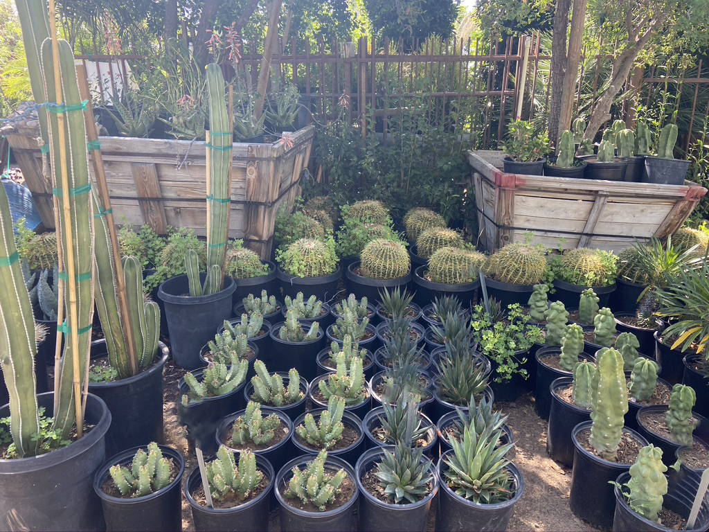 Cacti, Agave, and Other Desert Plants are available at Scottsdale's Favorite Garden Center: Sun Valley Nursery