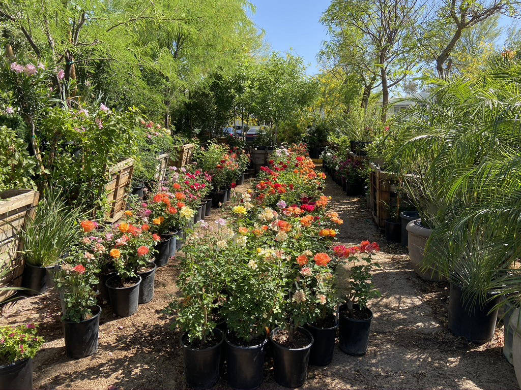 For plants, flowers, shrubs, and trees, visit Scottsdale's Best Garden Center Sun Valley Nursery