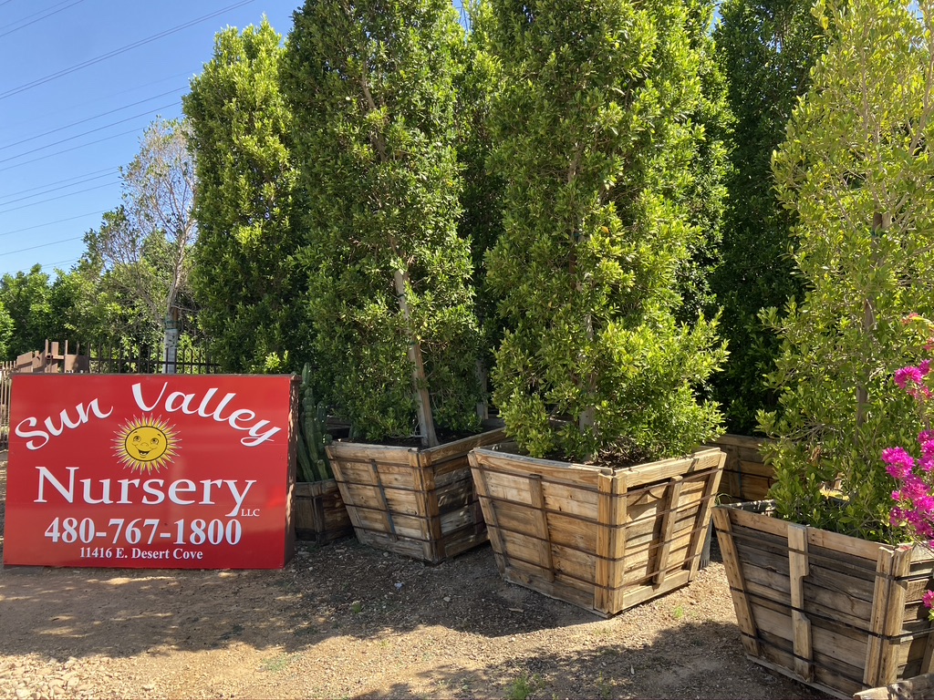 Scottsdale Arizona Landscaping Plant Supply - Check out Sun Valley for a large selection of trees and privacy shrubs