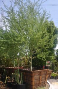 Fountain Hills Tree Service
