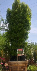 Scottsdale Tree Service