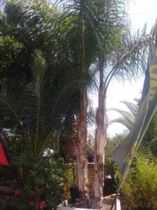 Scottsdale Tree Service