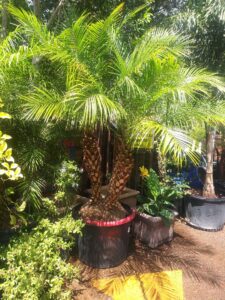 Fountain Hills Tree Service