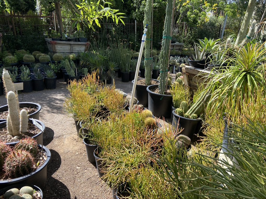 Scottsdale, Arizona Plant Nursery specializes in desert plants and shrubs