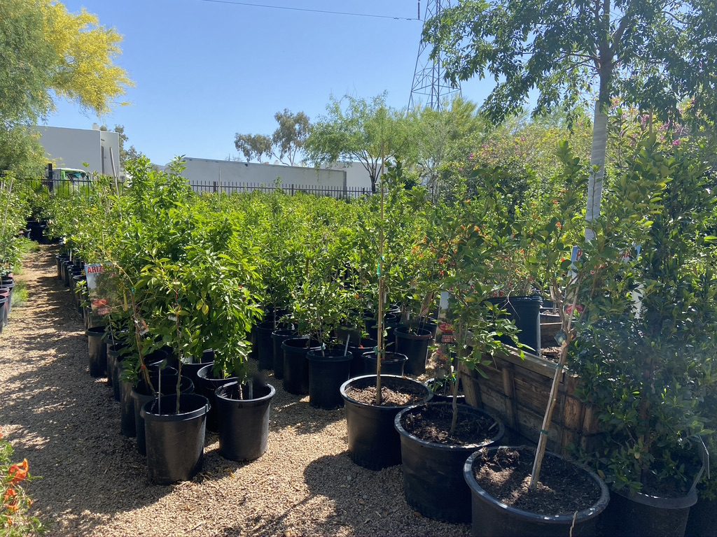 Find a large variety of Specimen Trees at Sun Valley Tree Nursery and Garden center