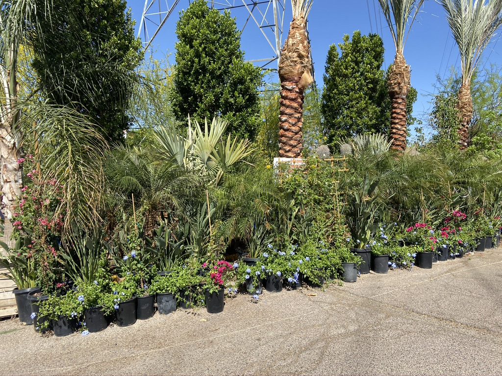 For a large selection of palm trees, talk to the tree service workers and arborists at Sun Valley Nursery in Scottsdale Arizona