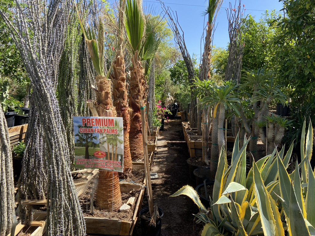 Sun Valley Nursery has a large selection of palm trees in Scottsdale