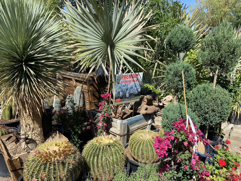 Cacti, Agave, and other desert plants are at Scottsdale's best Sun Valley Nursery