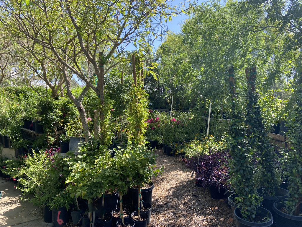 Sun Valley Nursery and Garden Center has rows and rows of beautiful plants for your yard